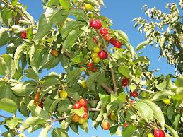 Cornus Mas Cornelian Cherry European Cornel Or Cornelian Cherry Dogwood Fruit Trees Trees To Plant Fragrant Plant
