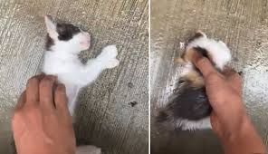 Kucing yang sudah tahu bahwa ia akan mati. Video Luluh Hati Saya Anak Kucing Mati Dicampak Dari Tingkat 2 Oleh Sekumpulan Budak Cerita Terkini Sensasi Dan Tepat