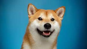 Early 2021 saw memes rock the financial world, as reddit traders from the wallstreetbets. What Is Dogecoin And How Does It Work Forbes Advisor