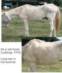 Horse Health Cushing S Disease Horse Pros Com