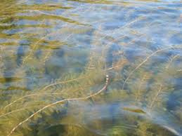 Check spelling or type a new query. Myriophylle A Epis Especes Exotiques Envahissantes