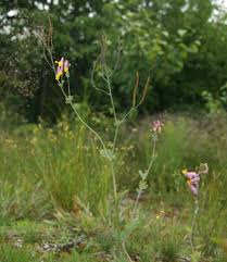 Image result for Xyris capnoides