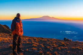 Image result for Cirsium  buchwaldii