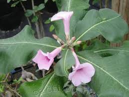 Image result for Adenium boehmianum