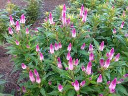 Keeping the soil too moist will encourage rot. Here S A Colorful Annual For Summer Flower Beds