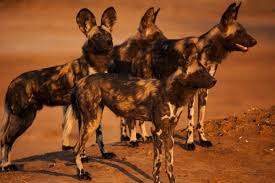The males and females are about the same size. Bbc Dynasties What Is An African Wild Dog Where Do They Live And Are They Endangered Manchester Evening News