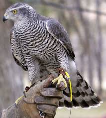 100 Pure Finnish Goshawks Raubvogel Habicht Lebewesen