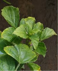 Image result for Cyamopsis serrata