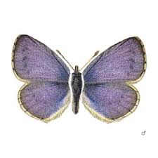 Image result for Celastrina argiolus