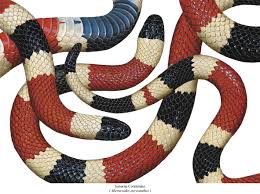 Files are available under licenses specified on their description page. Arizona Korallenotter Micruroides Euryxanthus