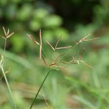 Image result for Vincetoxicum stenolobum