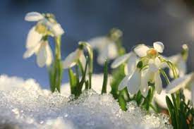 Who says that a winter garden can't impress? Zone 6 Winter Flowers Growing Winter Blooming Flowers In Zone 6 Gardens