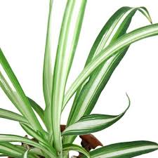 Image result for Chlorophytum hirsutum