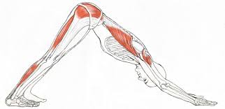 Your Body In Downward Dog Sonima Yoga Anatomy Yoga Muscles Easy Yoga Poses