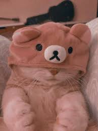Ya sudah, kita akan beberkan bukti otentik berupa foto kucing lucu sedang tidur. Pin Oleh Keyleb Re Di ã…¡ I C O N S G A T O ã…¡ Kucing Bayi Bayi Hewan Anak Kucing Gemas In 2021 Cute Baby Cats Baby Cats Cute Cats And Dogs