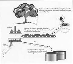 How Olive Oil Is Made Material Used Processing Industry Raw Materials