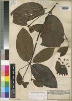 Image result for Sherbournia bignoniiflora