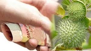 Maybe you would like to learn more about one of these? Wanita Ini Gunakan Kecubung Untuk Rampas Harta Pria Modusnya Iming Imingi Jamu Obat Kuat Youtube