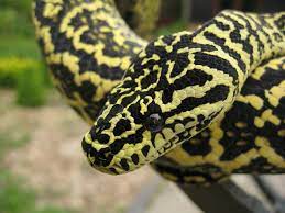 Crispysnakes Cute Snake Reptiles And Amphibians Pet Birds