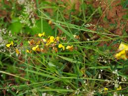 Image result for Crotalaria lanceolata