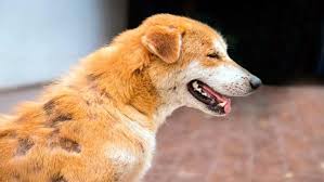Tiña en perros - Causas, síntomas y los mejores tratamientos