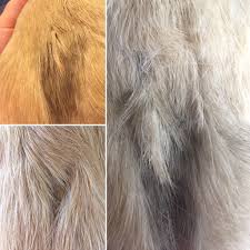 Causes & treatments for balding in guinea pigs. The Squidgypigs Guide To Guinea Pig Mange Mites Squidgypigs