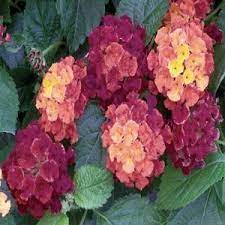 Lantana Bandana Cherry Sunrise Buy Lantana Annuals Online Florida Flowers Flowers Planting Flowers
