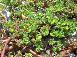 Image result for Portulaca oleracea