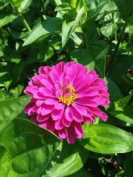 Maybe you would like to learn more about one of these? Deep Pink Zinnia Garden Flower With Leaves Flower Flowering Plant Freshness Fragility Vulnerability Petal Plant Pxfuel