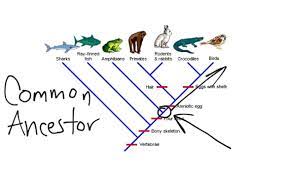 Cladogram Youtube