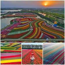 Sea of flowers is located in lincoln acres city of california state. Torsten Henke Bon Vivant Daimler Ag Linkedin