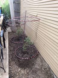 Bird Netting For Blueberries Hula Hoops And Bird Netting To Protect The Blueberry Bushes Blueberry Gardening Growing Blueberries Blueberry Bushes