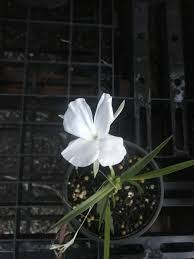 Image result for Kaempferia