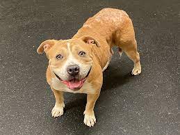 The Mostly Do S And Some Don Ts For Bringing Your Newly Adopted Dog Home Pasadena Star News