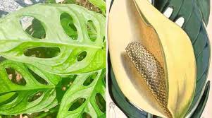 Sekilas, nasi tepeng memang keliatan kayak nasi campur biasa. Manfaat Tanaman Janda Bolong Dan Fakta Unik Menarik Lainnya