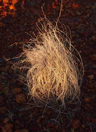 Image result for Aristida canescens