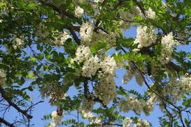 Schede per conoscere a fondo le varietà di alberi che danno bellissimi fiori bianchi. Cagliari In Verde I Grappoli Bianchi Della Robinia