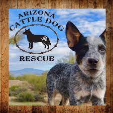 The insured, the licensed and bonded company, has puppy experience as well as a geriatric dog experience. Pets For Adoption At Arizona Cattle Dog Rescue In Scottsdale Az Petfinder