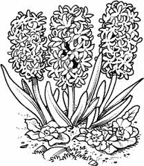 Hyacinth M 144 Spring Coloring Pages Coloring Pages Flower Drawing