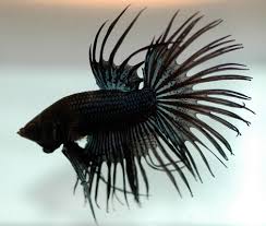 Download now ikan mas gambar unduh gambar gambar gratis pixabay. Ikan Laga 2015 Ikan Cupang Tops Didunia Plakat Halfmoon Crowntail Dragon King Black