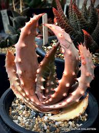 Image result for Aloe aculeata × excelsa