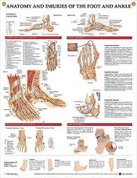 Anatomy And Injuries Of The Foot And Ankle Chart 20x26 Ankle Anatomy Anatomy Podiatry