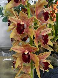 Cymbidium Pepperpuss X Amelia Earhart Scott Valine Cymbidium Orchids Care Beautiful Orchids Orchids
