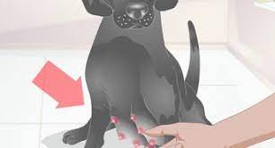 3 Ways To Know When A Dog Is Done Giving Birth Wikihow