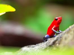 Image result for katak beracun