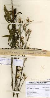 Image result for Lactuca inermis