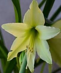 孤挺花黃色花園開花球 plants