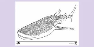 40+ great white shark coloring pages for printing and coloring. Free Whale Shark Colouring Colouring Sheet