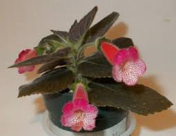 Image result for Kohleria