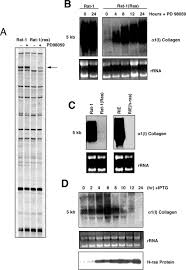 Unser grosses sortiment zu dork diaries dann genie ich die zwei stunden, in denen ich mich auf dich freu. Endo180 Binds To The C Terminal Region Of Type I Collagen Journal Of Biological Chemistry